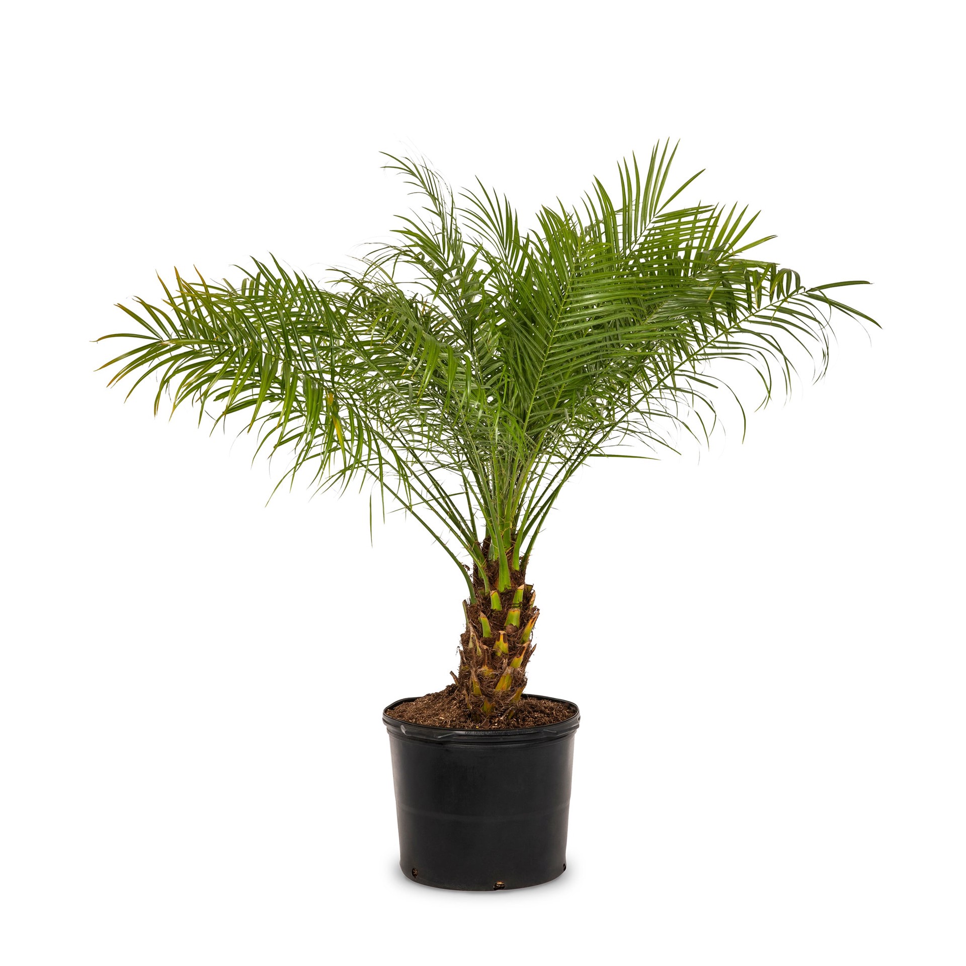 slide 1 of 4, Lowe's 2 -Gallon Yellow Pygmy Date Palm Pot, 1 ct