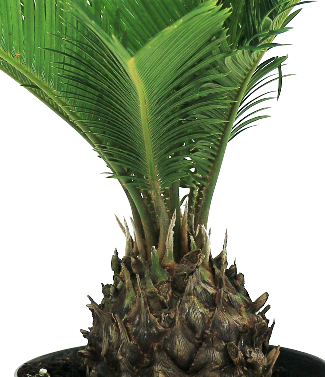 slide 2 of 2, Lowe's 2-Gallons Feature Sago Palm In Pot (With Soil), 1 ct