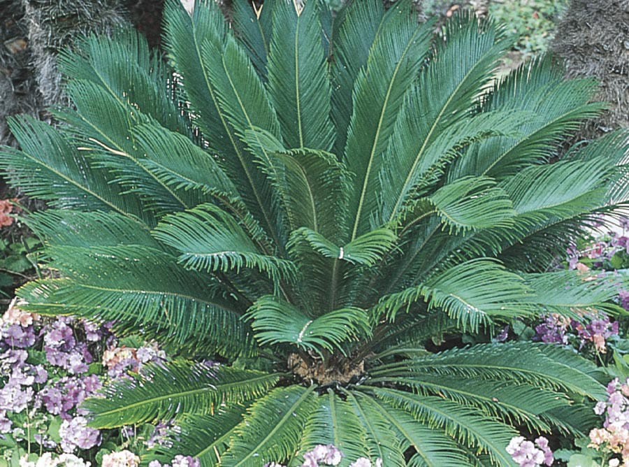 slide 1 of 2, Lowe's 2-Gallons Feature Sago Palm In Pot (With Soil), 1 ct