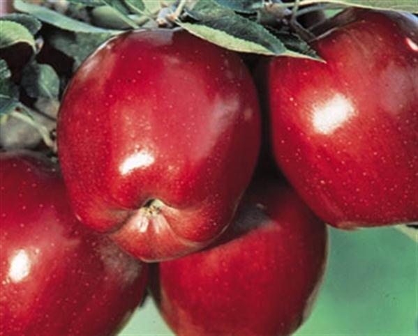 slide 1 of 1, Eastern Red Delicous Apples, per lb