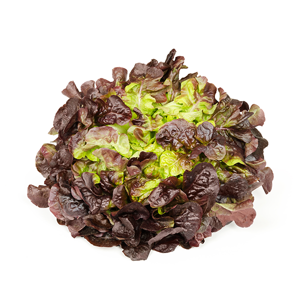 slide 1 of 1, Lunds & Byerlys Organic Red Butter Lettuce Head, 1 ct