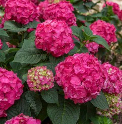 Hydrangea Summer Crush Asst