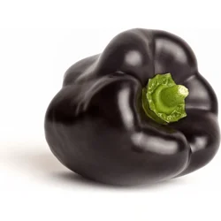 Purple Bell Peppers, Field Grown