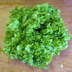 High Mowing Organic Seeds Salad Bowl Lettuce Seeds