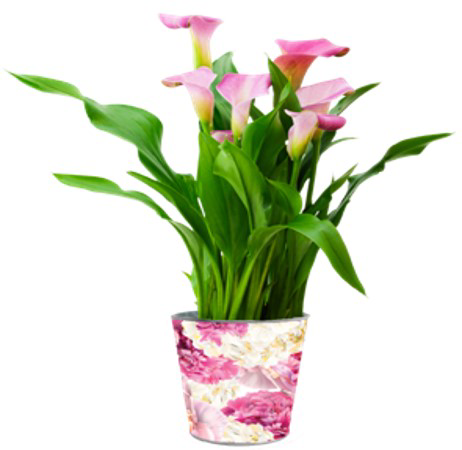 slide 1 of 1, Calla Lily, 6 in