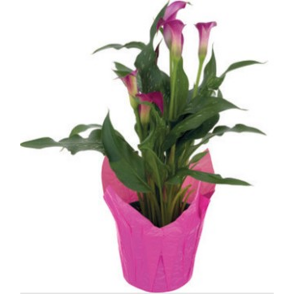 slide 1 of 1, Calla Lily, 6 in