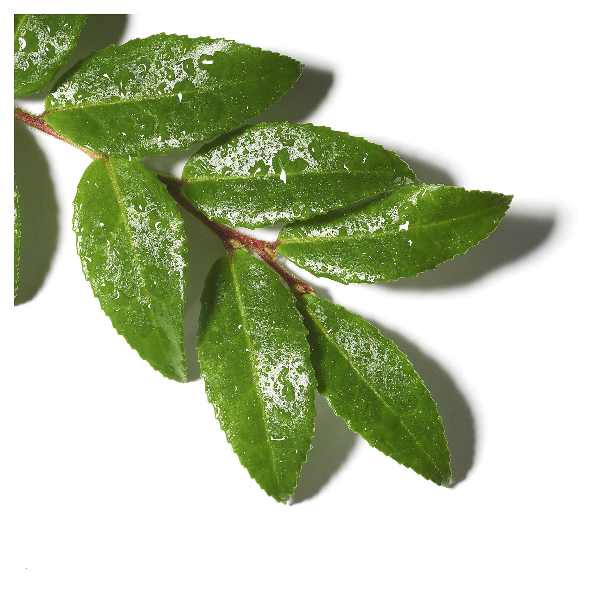 slide 8 of 29, Olay Deep Gel Cleanser With Tea Tree Essential Oil, 16 fl oz