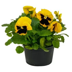 H-E-B Texas Roots Annual Pansy
