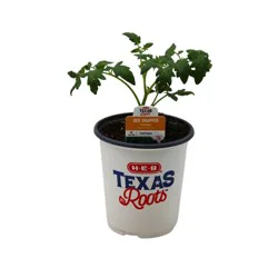 H-E-B Texas Roots Red Snapper Tomato Plant