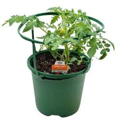 H-E-B Texas Backyard The Veggie Patch Sunrise Sauce Yellow Tomato Plant