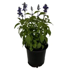 H-E-B Texas Roots Annual Salvia