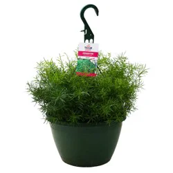 H-E-B Texas Roots Sprengeri Fern