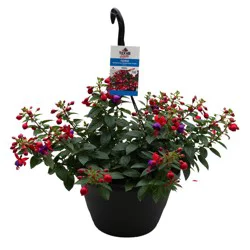 H-E-B Texas Roots Fuchsia Hanging Basket