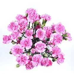 Bunch Carnation/Mini Carnation