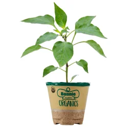 Bonnie Plants Organic 4 in Pablano Pepper