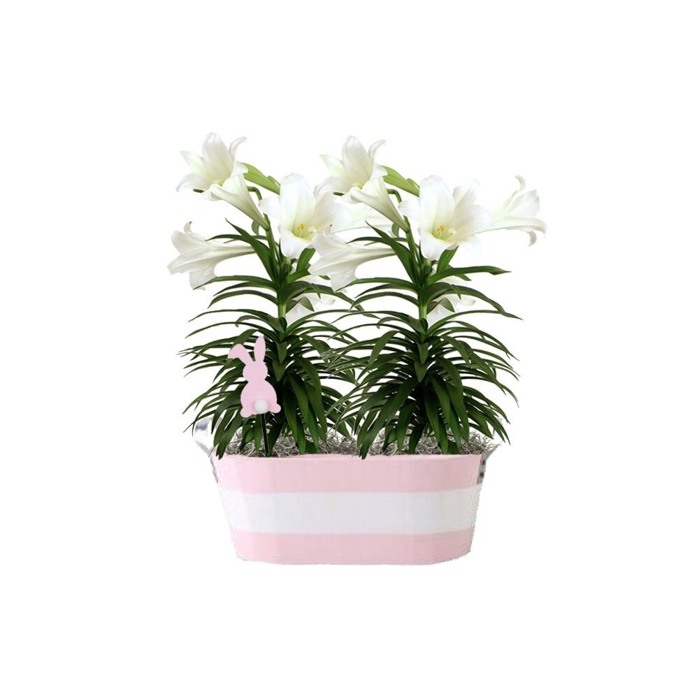 slide 1 of 1, Double Easter Lily - 8 Inch Pot, 8 in