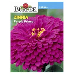 Burpee Zinnia Purple Prince Seeds