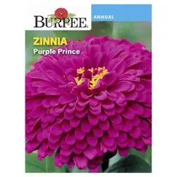 Burpee Zinnia, Purple Prince