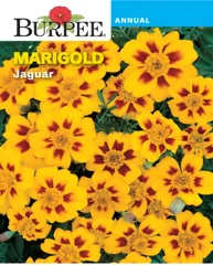 Burpee Marigold Jaguar Seeds - Yellow