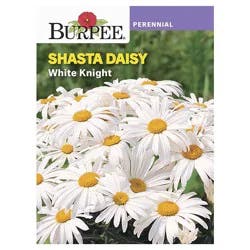 Burpee Shasta Daisy White Knight Seeds
