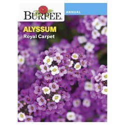 Burpee Alyssum Royal Carpet Seeds - Purple