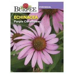 Burpee Purple Coneflower Echinacea Seeds