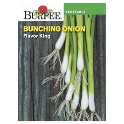 Burpee Onion, Flavor King
