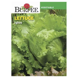 Burpee Lettuce, Igloo
