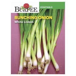 Burpee Onion, White Lisbon Bunching