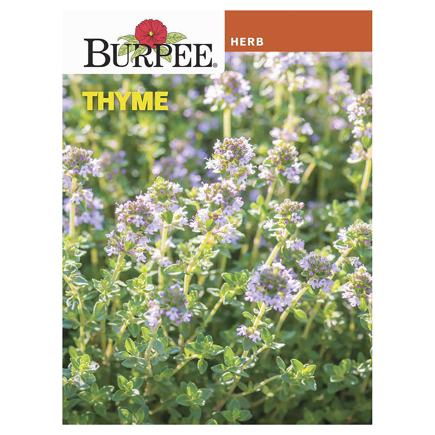 slide 1 of 2, Burpee Common Thyme Seeds, 1 ct