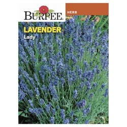 Burpee Lavender Lady