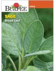 Burpee Sage Common Seeds