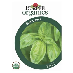 BURPEE Herb,basil, Genovese Organic