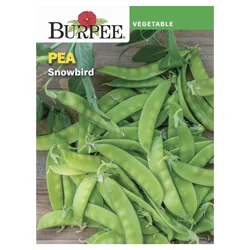 Burpee Pea Snowbird Seeds