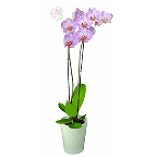 slide 1 of 1, Harris Teeter Flower Gallery Mini Orchid, 1 ct
