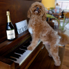 slide 4 of 19, Bar Dog Non-Vintage Sparkling Wine, California, 750ml, 750 ml