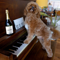 slide 17 of 19, Bar Dog Non-Vintage Sparkling Wine, California, 750ml, 750 ml