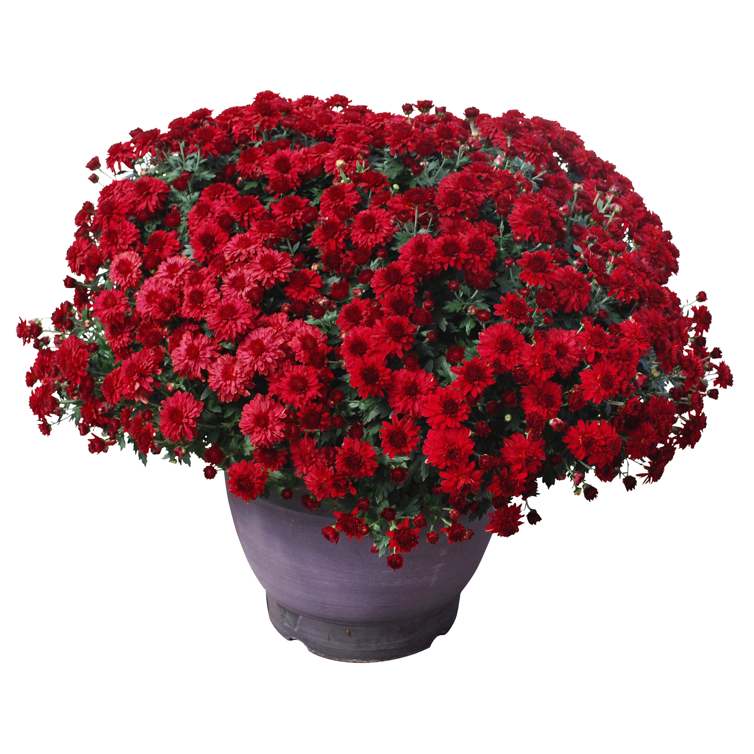 slide 1 of 1, 11.0 Garden Mum, 1 ct