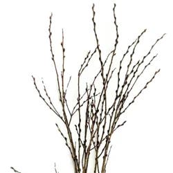 Pussy Willow Branches, Bunch