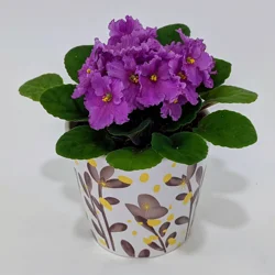 African Violet, Designer Pot, 4"