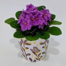 African Violet, Designer Pot, 4"