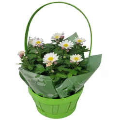 Mum Fleurette, 4.5"
