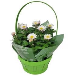 Mum Fleurette, 4.5"