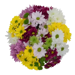 Dutch Designer Chrysanthemums, Bunch
