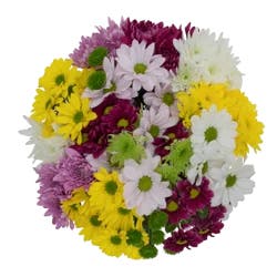 Dutch Designer Chrysanthemums, Bunch