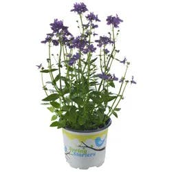 4.0 Spring Starters Annual Potted Plants, Assorted