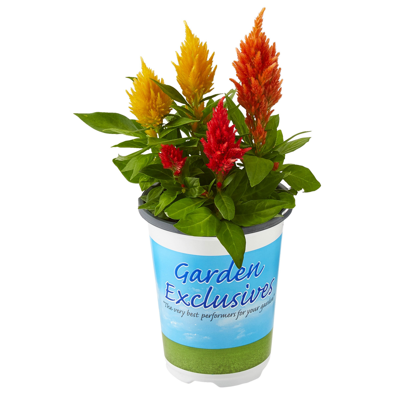 slide 3 of 3, 4.5 Annual Garden Exclusives, 1 ct