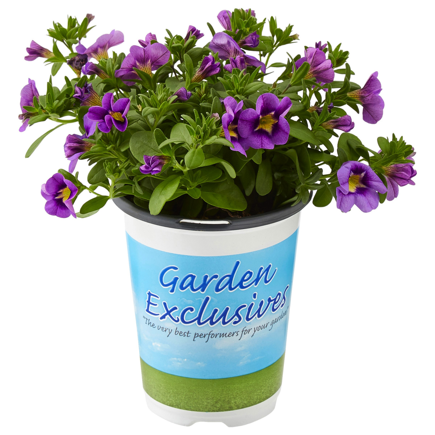 slide 2 of 3, 4.5 Annual Garden Exclusives, 1 ct