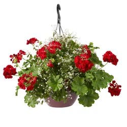 Calliope Premium Hanging Basket, 12 In