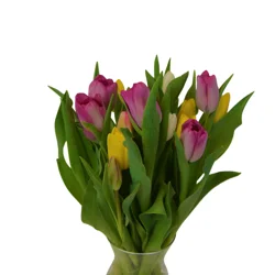 Tulips Rainbow Grande, Bunch